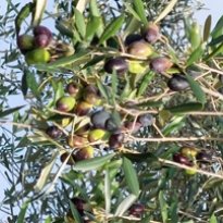 Barchi - Terre Roveresche Le Marche
