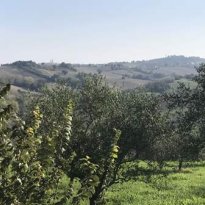 Barchi - Terre Roveresche Le Marche