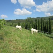Città della Pieve Umbria