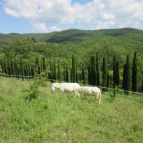 Città della Pieve Umbria