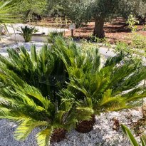 Ceglie Messapica Puglia