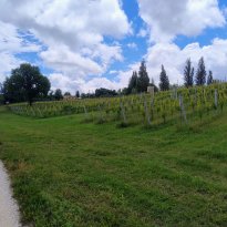 San Lorenzo in Campo Le Marche