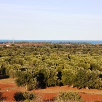 Serranova  Puglia