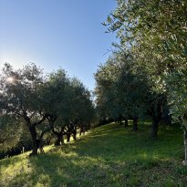 Cartoceto, Colli al Metauro Le Marche