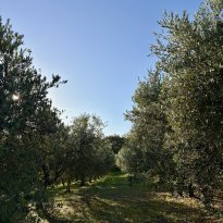 Cartoceto, Colli al Metauro Le Marche