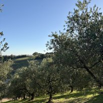 Cartoceto, Colli al Metauro Le Marche