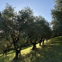 Cartoceto, Colli al Metauro Le Marche