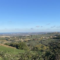 Cartoceto, Colli al Metauro Le Marche