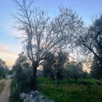 Francavilla Fontana Puglia