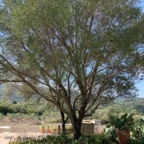San Giovanni, Olbia Sardegna