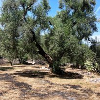 Ceglie Messapica Puglia