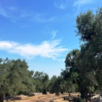 Ceglie Messapica Puglia